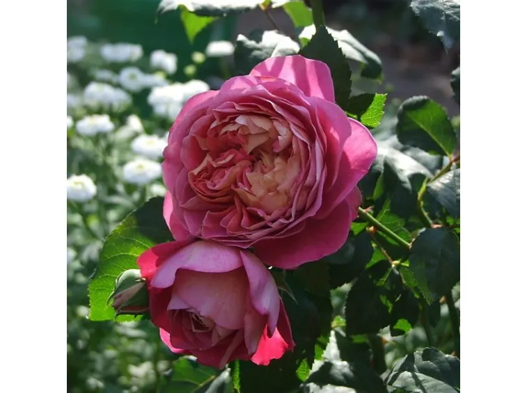 LHay-les-Roses (FR) allumeuse